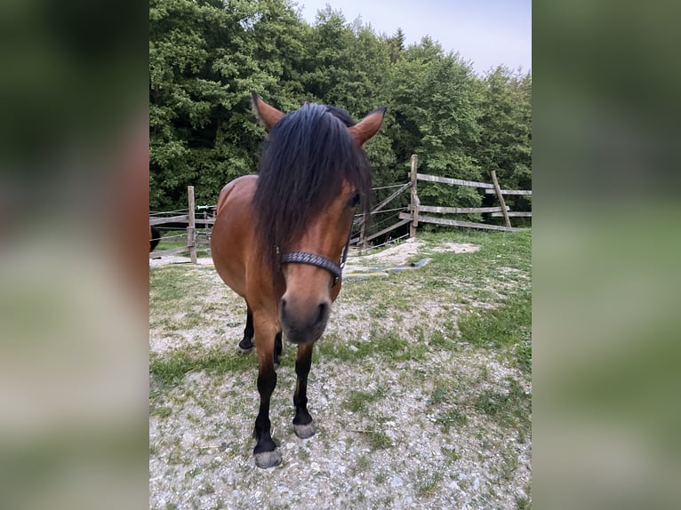 Dartmoor Croisé Jument 3 Ans 120 cm Bai in Bad Schwanberg