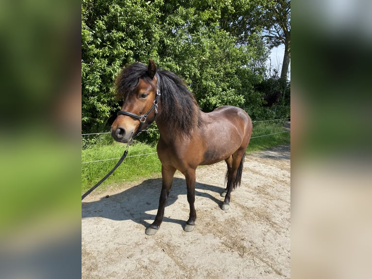 Dartmoor Jument 3 Ans 124 cm Bai brun in Kamperland