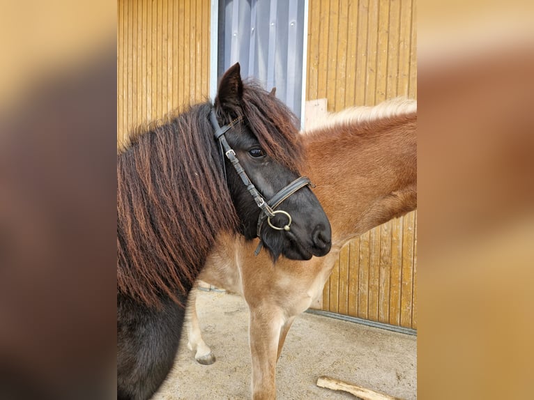 Dartmoor Jument 3 Ans 125 cm Bai brun foncé in Fügen