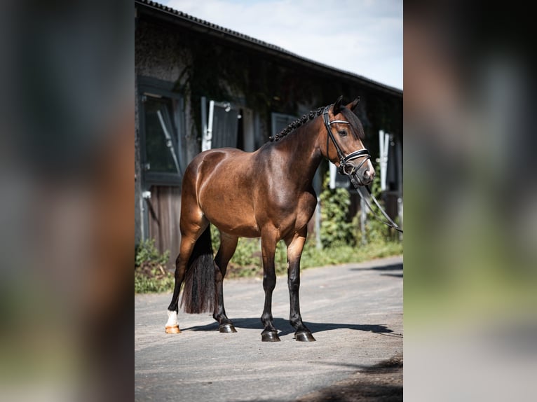 Dartmoor Jument 4 Ans 138 cm Bai in Ingelheim am Rhein