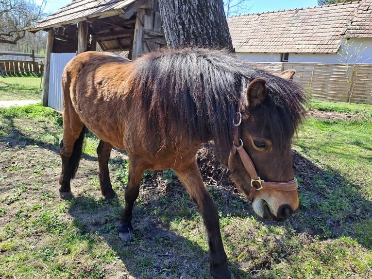 Dartmoor Jument 6 Ans 125 cm Bai in Nagykanizsa