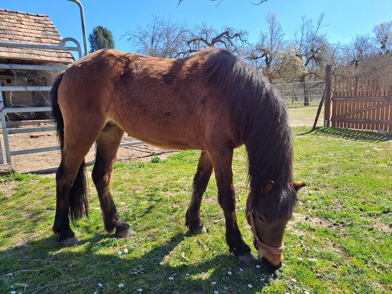 Dartmoor Jument 6 Ans 125 cm Bai in Nagykanizsa