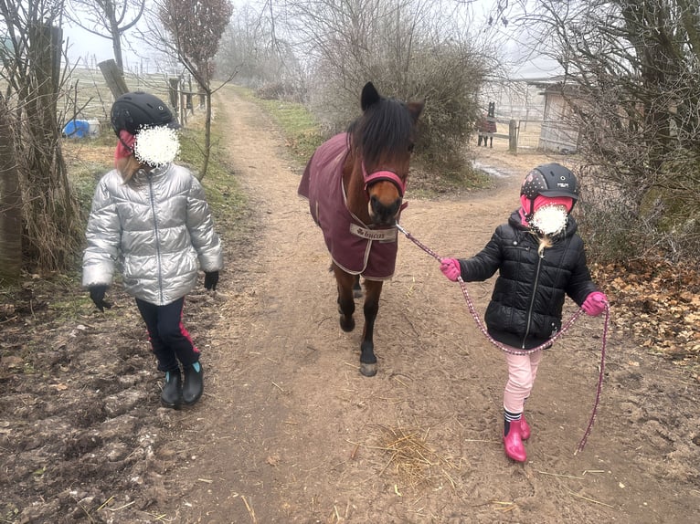 Dartmoor Jument 8 Ans 125 cm Bai in Volkertshausen