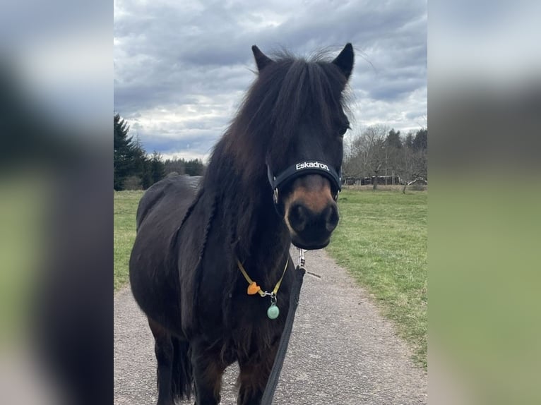 Dartmoor Jument 9 Ans 123 cm Bai brun in SpirkelbachSpirkelbach
