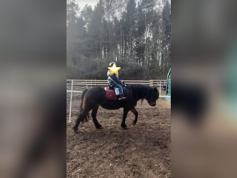 Dartmoor Jument 9 Ans 123 cm Bai brun in SpirkelbachSpirkelbach