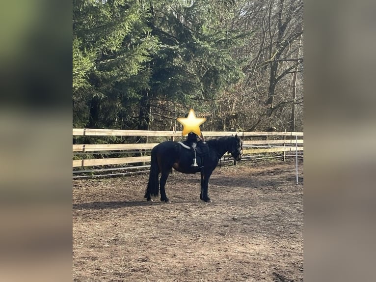 Dartmoor Jument 9 Ans 123 cm Bai brun in SpirkelbachSpirkelbach