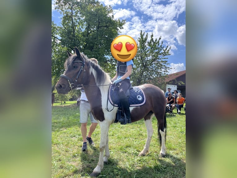 Dartmoor Jument 9 Ans 125 cm Pinto in Ried im Innkreis