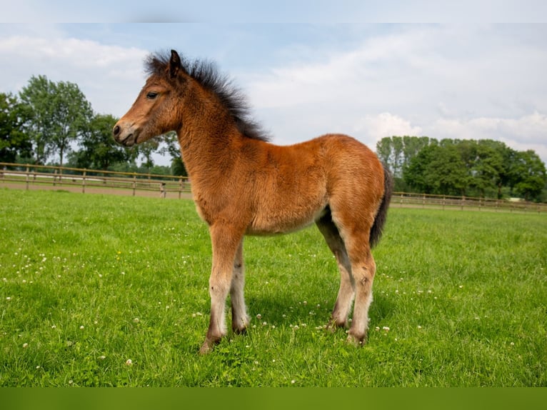 Dartmoor Jument Poulain (04/2024) 127 cm Bai brun foncé in Edewecht