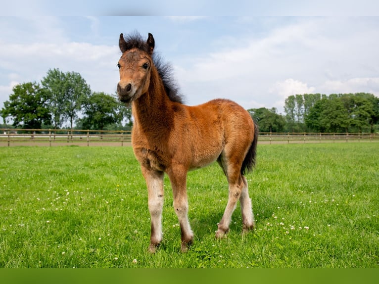 Dartmoor Jument Poulain (04/2024) 127 cm Bai brun foncé in Edewecht