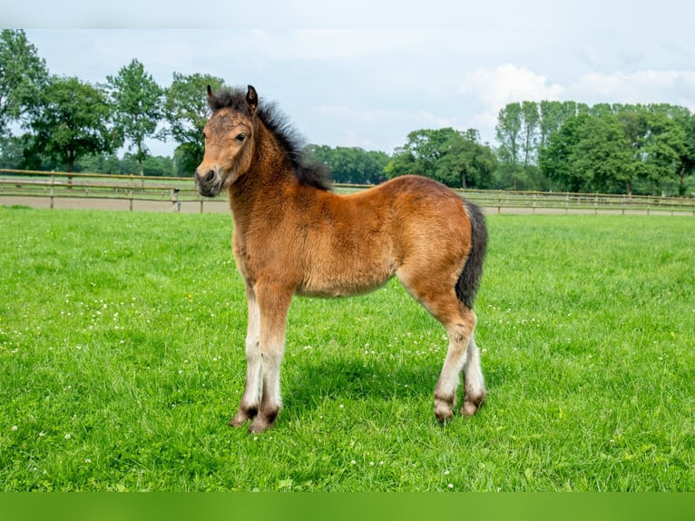 Dartmoor Jument Poulain (04/2024) 127 cm Bai brun foncé in Edewecht