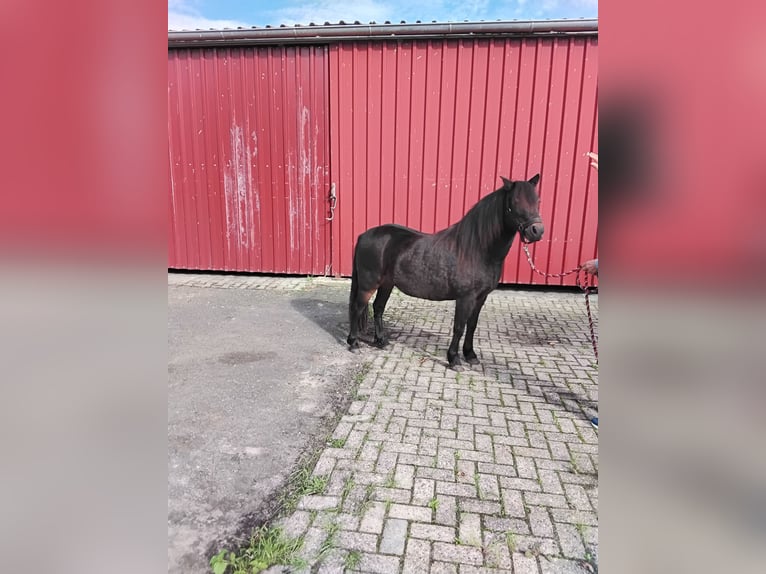 Dartmoor Mare 10 years 12 hh Bay-Dark in Bockhorst