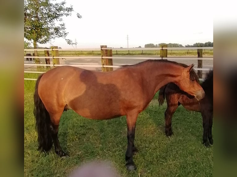 Dartmoor Mare 12 years 12 hh Brown in Mönchengladbach