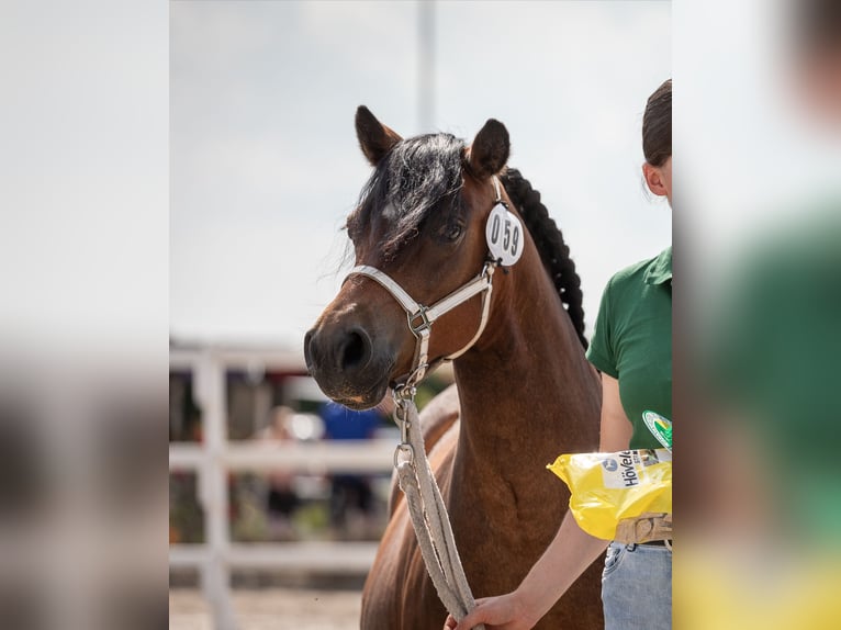 Dartmoor Mare 12 years 12 hh Brown in Mönchengladbach