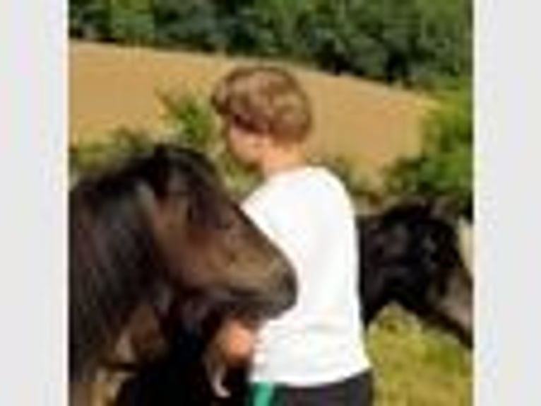 Dartmoor Mare 14 years 12 hh Bay-Dark in UnkenbachSitters