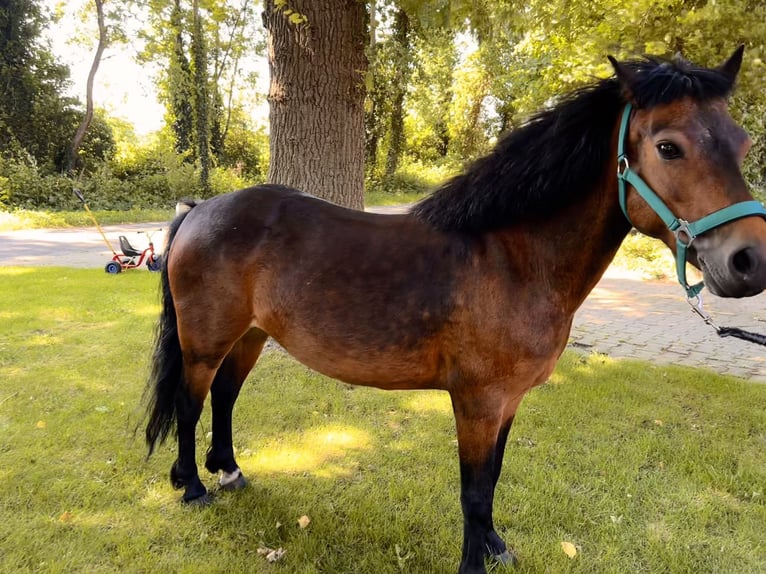 Dartmoor Mare 14 years 12 hh Brown in MeppenMeppen