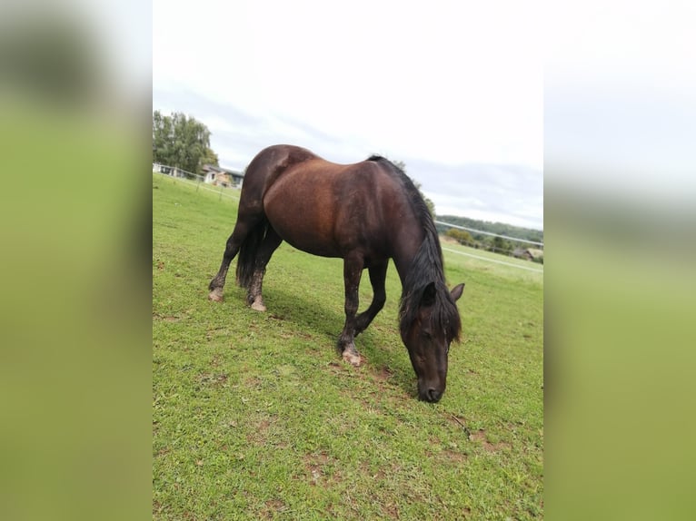 Dartmoor Mix Mare 14 years 13,1 hh Black in Sternenfels