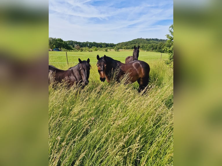 Dartmoor Mix Mare 14 years 13,1 hh Black in Sternenfels