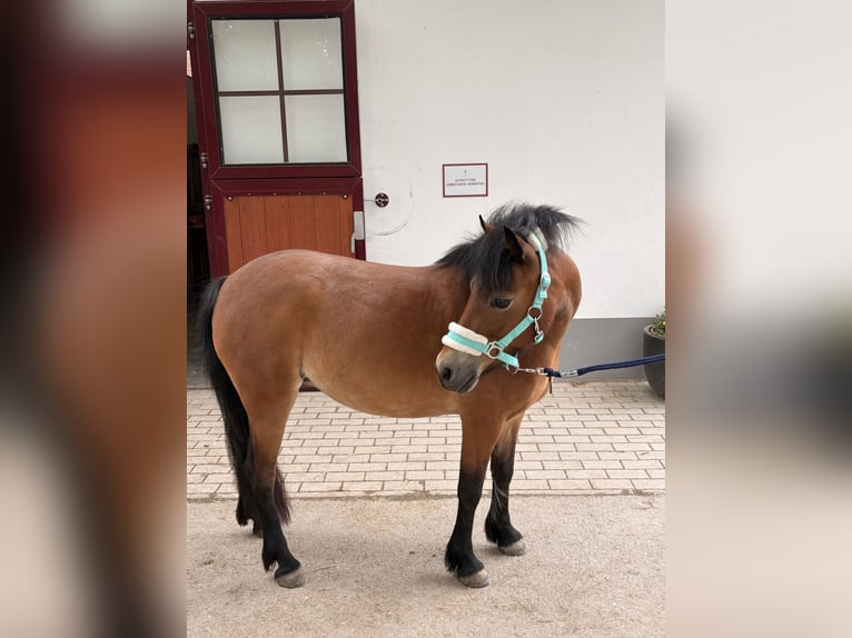 Dartmoor Mare 15 years 12.1 hh Brown in Kottingbrunn