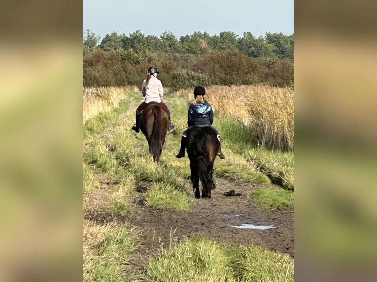 Dartmoor Mare 15 years 12,2 hh Bay-Dark in Quickborn