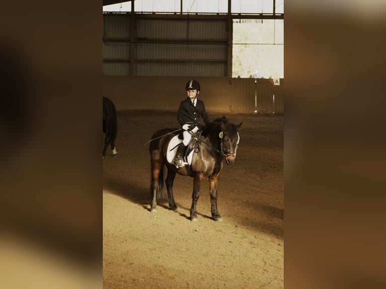 Dartmoor Mare 15 years 12,2 hh Bay-Dark in Quickborn