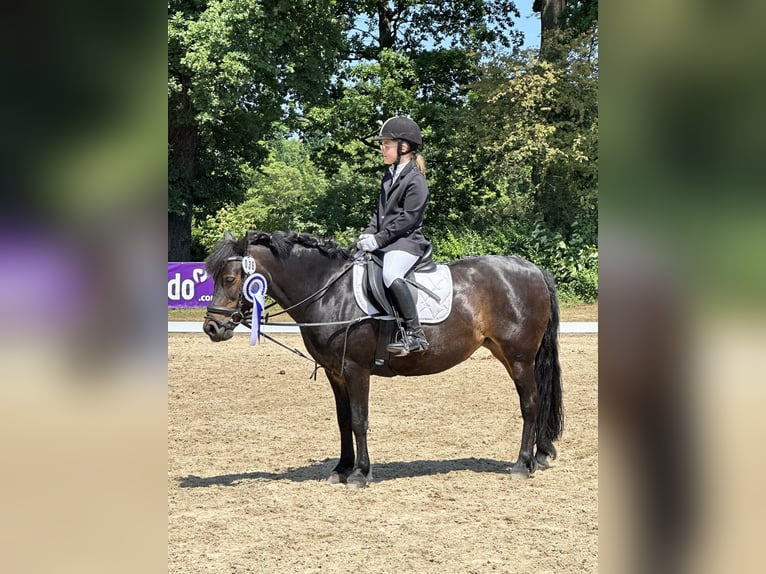 Dartmoor Mare 15 years 12,2 hh Bay-Dark in Quickborn