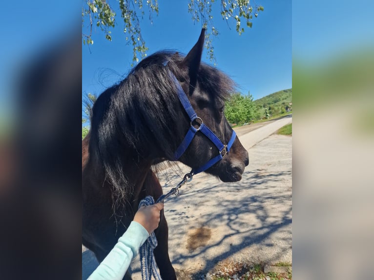 Dartmoor Mix Mare 15 years 13,1 hh Black in Sternenfels