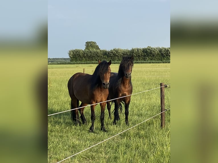 Dartmoor Mare 16 years 12,1 hh Brown in Kamperland