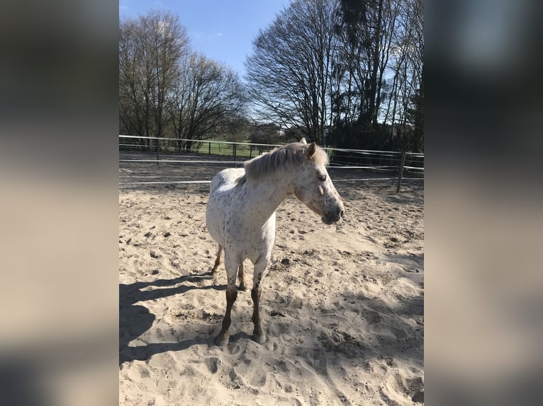 Dartmoor Mare 16 years 12,3 hh Gray-Red-Tan in Bad Homburg vor der Höhe