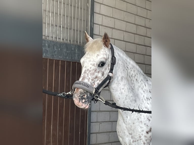 Dartmoor Mare 16 years 12,3 hh Gray-Red-Tan in Bad Homburg vor der Höhe