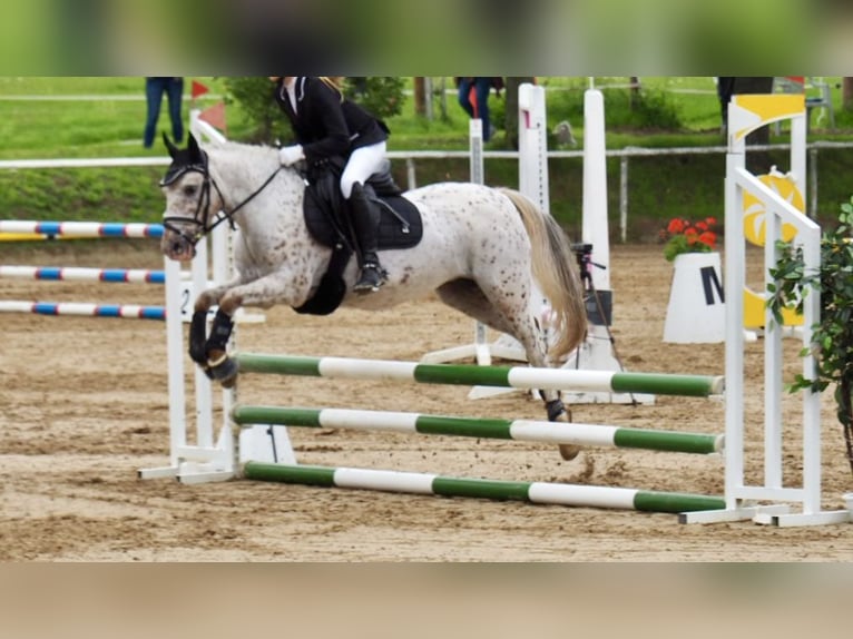 Dartmoor Mare 16 years 12,3 hh Gray-Red-Tan in Bad Homburg vor der Höhe