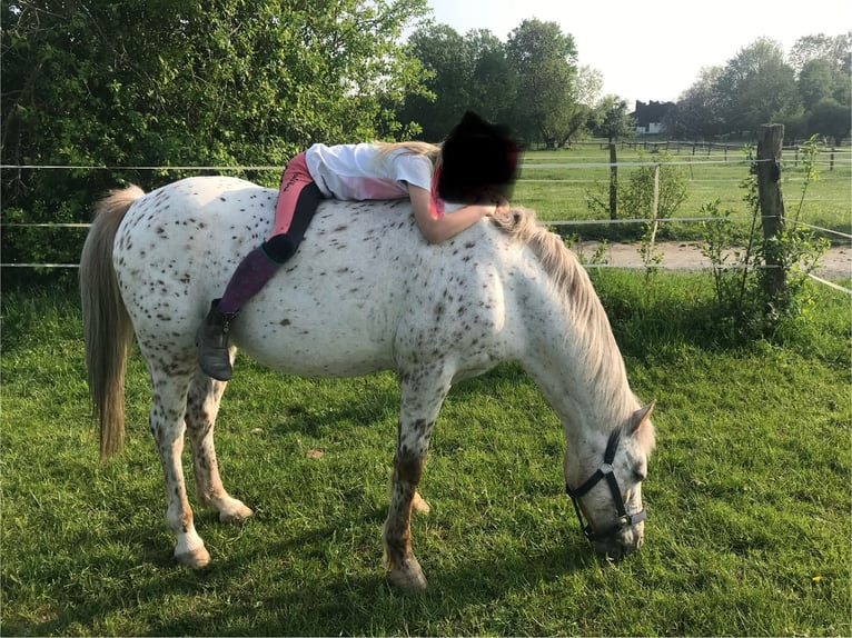 Dartmoor Mare 16 years 12,3 hh Gray-Red-Tan in Bad Homburg vor der Höhe