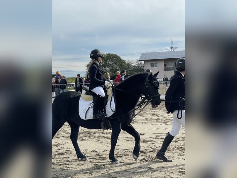 Dartmoor Mare 17 years 12,1 hh Black in March