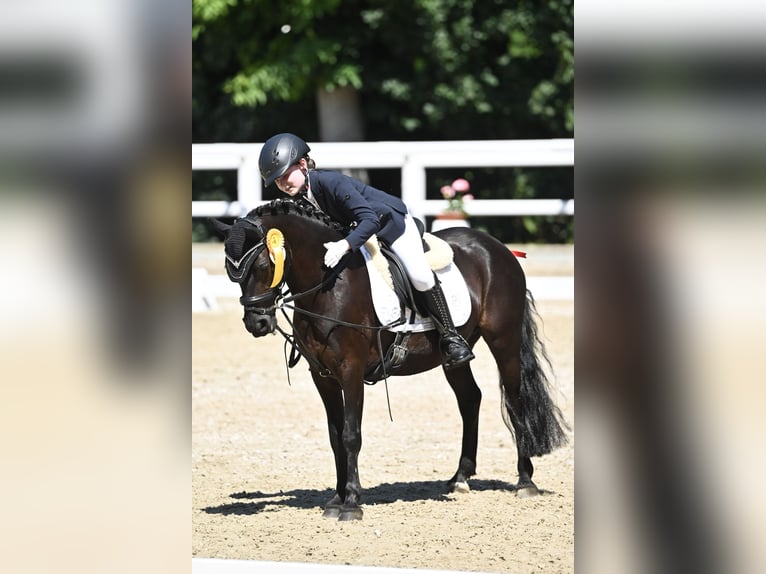 Dartmoor Mare 17 years 12,1 hh Black in March