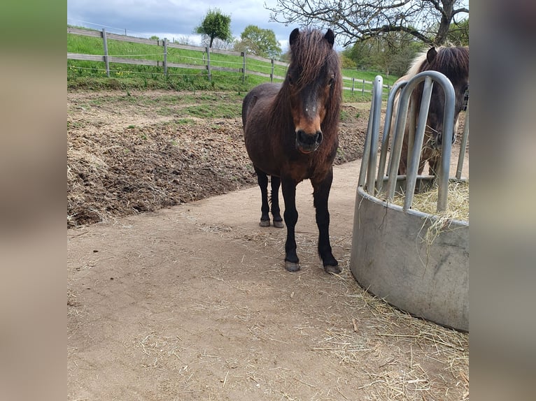 Dartmoor Mare 18 years 12 hh Brown in Melsbach