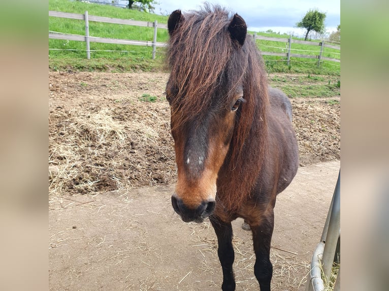 Dartmoor Mare 18 years 12 hh Brown in Melsbach