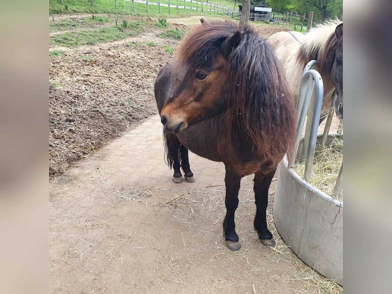 Dartmoor Mare 18 years 12 hh Brown in Melsbach