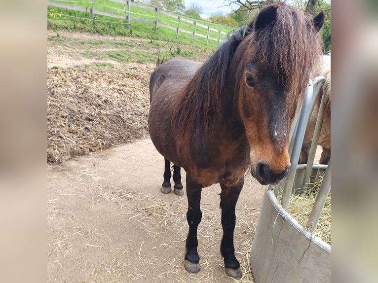 Dartmoor Mare 18 years 12 hh Brown in Melsbach
