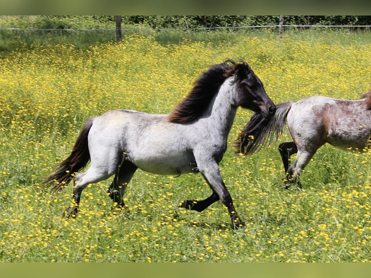 Dartmoor Mare 1 year 11,2 hh Roan-Blue in Ch&#xE2;tillon-sur-Chalaronne