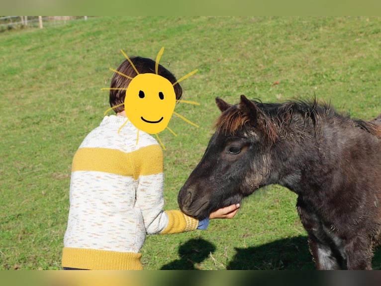 Dartmoor Mare 1 year 11,2 hh Roan-Blue in Ch&#xE2;tillon-sur-Chalaronne