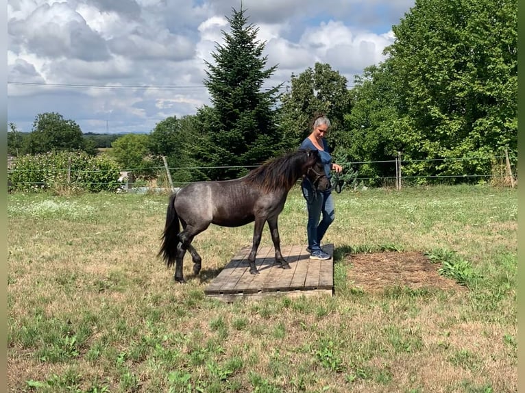 Dartmoor Mare 1 year 11,2 hh Roan-Blue in Ch&#xE2;tillon-sur-Chalaronne