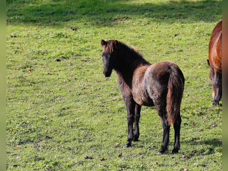 Dartmoor Mare 1 year 11,2 hh Roan-Blue in Ch&#xE2;tillon-sur-Chalaronne