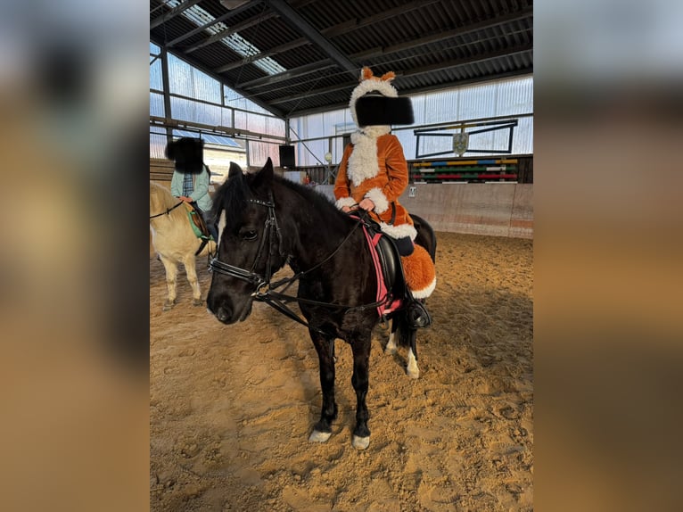 Dartmoor Mare 20 years 12 hh Black in Rommerskirchen