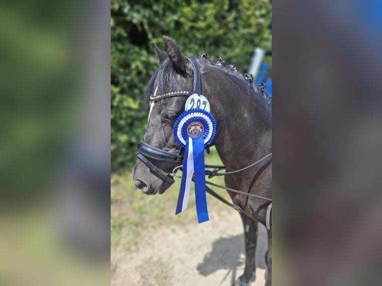 Dartmoor Mare 20 years 12 hh Black in Rommerskirchen