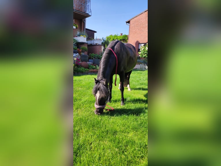 Dartmoor Mare 20 years 12 hh Black in Rommerskirchen