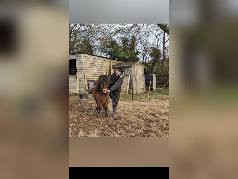 Dartmoor Mare 2 years 11 hh Bay in Plymouth