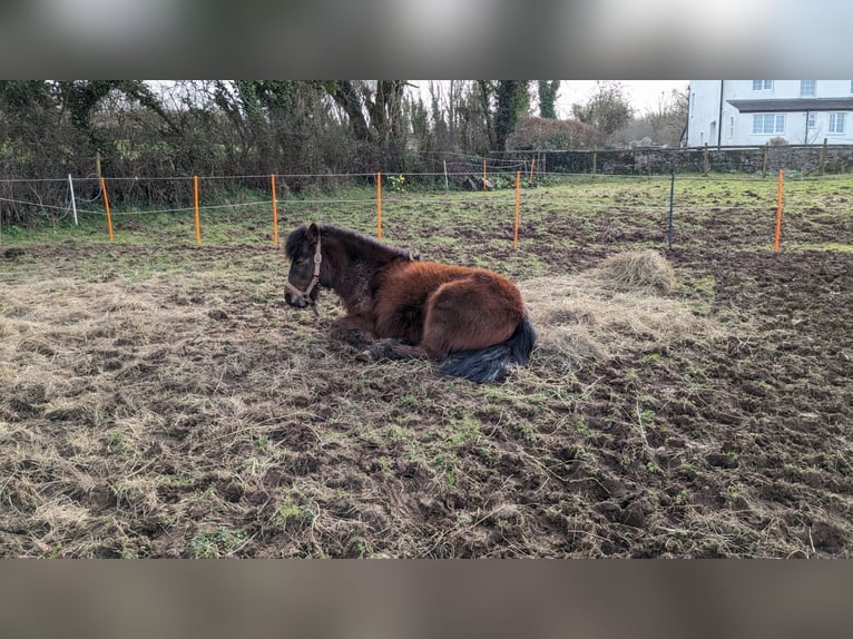 Dartmoor Mare 2 years 11 hh Bay in Plymouth