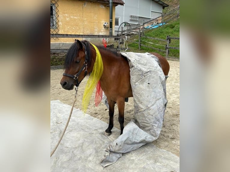 Dartmoor Mix Mare 3 years 11,2 hh Brown in Lathen