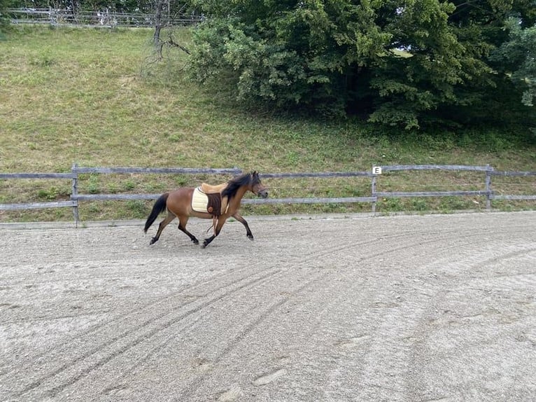 Dartmoor Mix Mare 3 years 11,2 hh Brown in Lathen