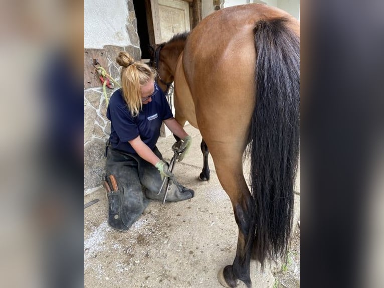 Dartmoor Mix Mare 3 years 11,2 hh Brown in Lathen