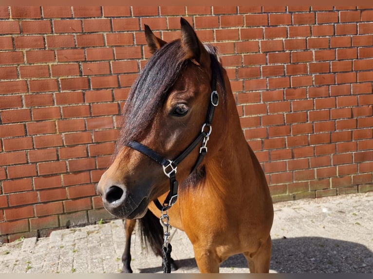 Dartmoor Mix Mare 3 years 11,2 hh Brown in Lathen